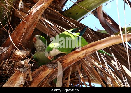 A flock of green monk parakeets in a palm tree Stock Photo