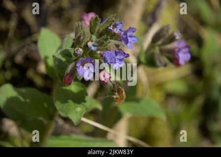 Un gros plan d'un lungwort tacheté (Pulmonaria officinalis) avec un visiteur de printemps (Bombylius Major) - mibu Banque D'Images