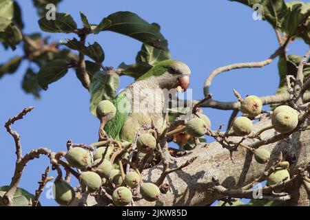 A closeup shot of a monk parakeet perching on a tree while eating wild fruits Stock Photo