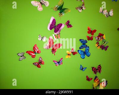 An illustration of colorful butterflies on the green background Banque D'Images