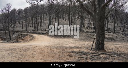 Vestiges carbonisés dans les montagnes de la Sierra de Mijas, après un feu de forêt, Andalousie, Espagne. Banque D'Images