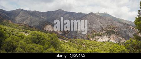 Vestiges carbonisés dans les montagnes de la Sierra de Mijas, après un feu de forêt, Andalousie, Espagne. Banque D'Images