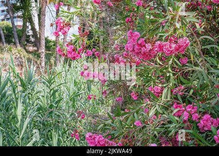 Arbustes sauvages avec fleurs de Bougainvilliers en fleur à Marbella, Espagne Banque D'Images