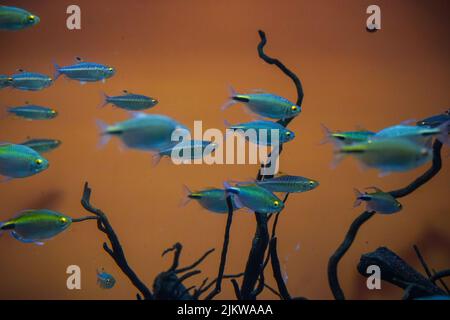 A closeup of Blue and Gold Fusilier fish in the aquarium Stock Photo