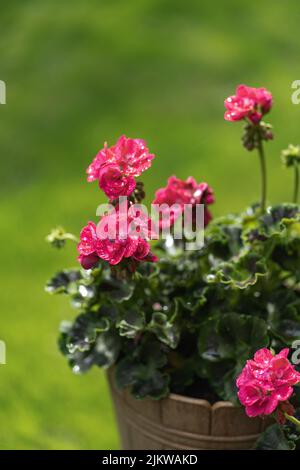 A beautiful shot of a Ivy geraniums in a pot Stock Photo