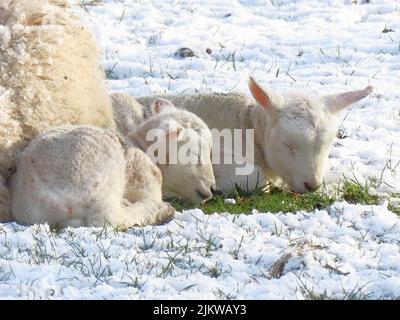 Spring lambs and ewe in a snow covered field in the Scottish Borders Stock Photo