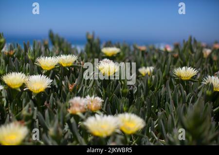 Gros plan de fleurs jaunes de Carpobrotus edulis Banque D'Images