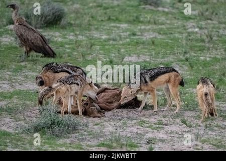 Chacals mangeant une carcasse de buffle dans la brousse en Namibie Banque D'Images