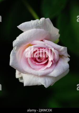 Gros plan vertical d'une rose rose dans un jardin pendant la journée Banque D'Images