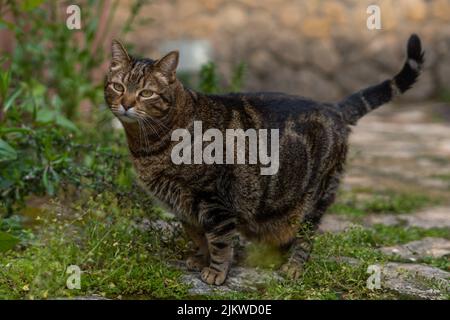 gros plan de chat commun marron et noir regardant la caméra marchant dans le champ Banque D'Images