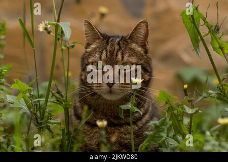 gros plan de chat commun brun et noir regardant la caméra marchant parmi les fleurs dans un pré d'herbe verte et de fleurs jaunes Banque D'Images