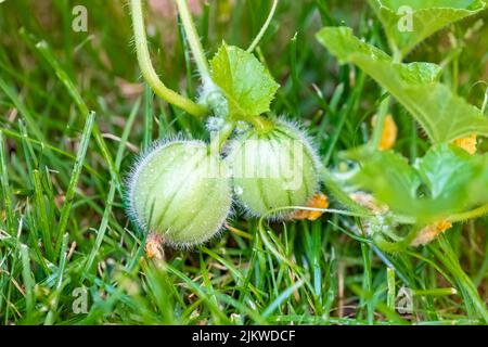 Melon en pot croissant dans un jardin biologique à la maison en été Banque D'Images