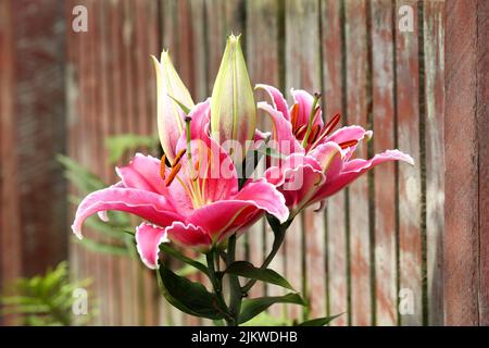 A closeup shot of lily flowers blooming in the garden by a wooden wall on a sunny day with blurred background Stock Photo