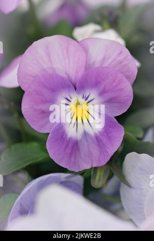 Gros plan vertical sur une fleur de Pansy de couleur violet doux, Viola x wittrockiana dans le jardin Banque D'Images