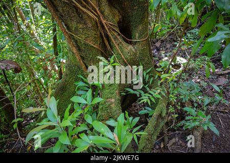 Le tronc d'arbre moulé près des chutes de Manoa, à Oahu, Hawaï Banque D'Images