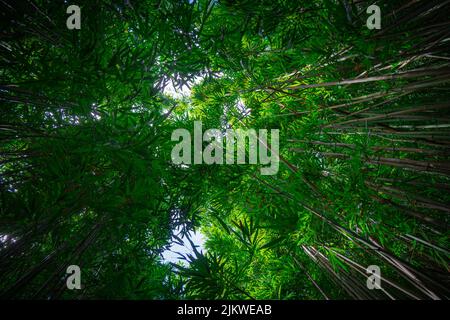 The Bamboo Forest Canopy Looking Up around Manoa Falls in Oahu, Hawai Stock Photo