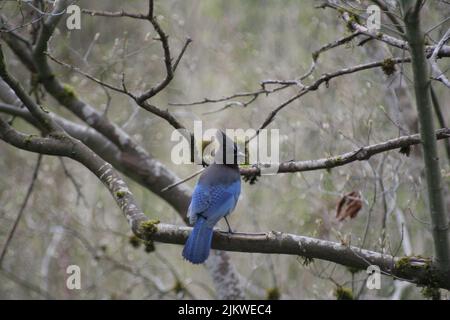 A Stellers jay perched on a tree branch, looking around and waiting Stock Photo