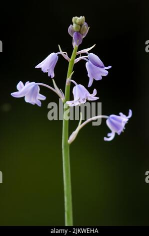 Bluebell flowers against a dark background. Stock Photo