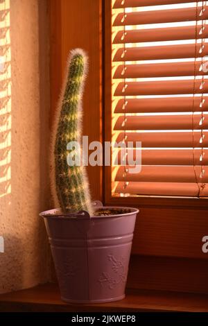 Un gros plan vertical d'une plante Migranthocereus dans le pot sur le seuil de la fenêtre Banque D'Images