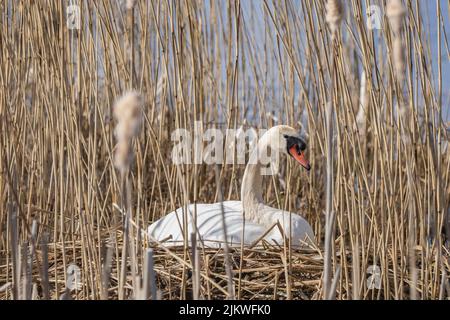 De très belles couvées de cygnes blancs dans les roseaux à couver seuls. Banque D'Images