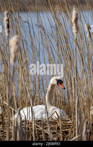 De très belles couvées de cygnes blancs dans les roseaux à couver seuls. Banque D'Images