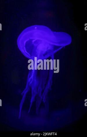 A vertical close-up shot of a medusa in a dark underwater. Banque D'Images