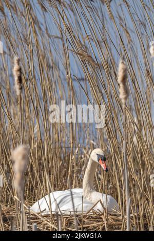 De très belles couvées de cygnes blancs dans les roseaux à couver seuls. Banque D'Images