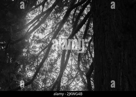 A grayscale bottom shot of a pine tree with many branches. Stock Photo