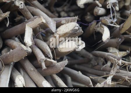 Gros plan d'une pile de petits troncs d'arbre coupés à sec et de branches en bois Banque D'Images