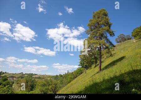 A beautiful shot of a tree growing on a field. Banque D'Images