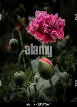 A vertical macro shot of vibrant pink geranium (pelargonium) flowers Banque D'Images