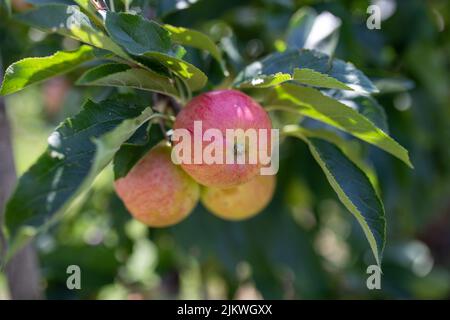A closeup shot of ripe red apples on a tree during the day Banque D'Images