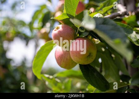 A closeup shot of ripe red apples on a tree during the day Banque D'Images