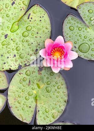 Blooming water lily on water. Densely growing water lily. Pink water lily. Water drops on leafs Banque D'Images