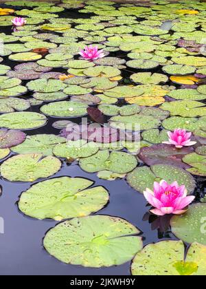 Nénuphar sur l'eau. Végétation dense et nénuphar. Nénuphars roses. Banque D'Images