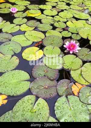 Blooming water lily on water. Densely growing water lily. Waterdrops on leafs. Banque D'Images