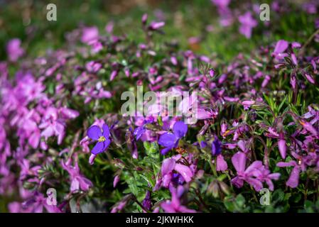 A closeup of Aubrieta deltoidea. Common names lilacbush, purple rock cress, rainbow rock cress. Stock Photo