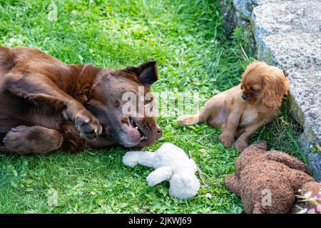 Un chien cavalier King charles, un mignon chiot rubis dans le jardin avec un Labrador au chocolat Banque D'Images