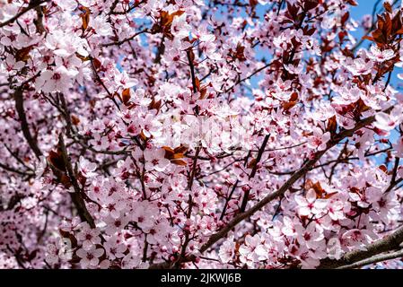A close-up with spring apple blossoms - wild pink apple blossoms Banque D'Images