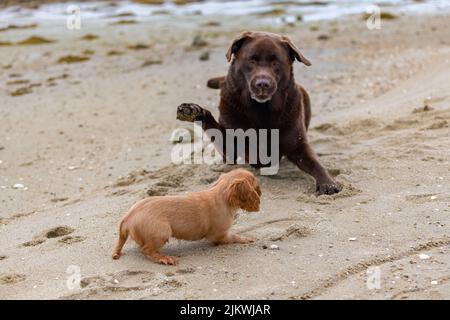 Un chien cavalier King charles, un chiot mignon jouant sur la plage avec un Labrador au chocolat Banque D'Images