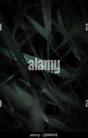 A selective focus of blades of dark grass with water dew from the rain Banque D'Images