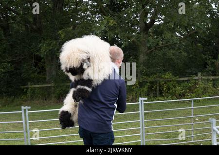 Valais blacknose Sheep hitching a Ride Home Banque D'Images