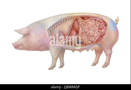 Anatomie d'une truie montrant les poumons, système digestif. Banque D'Images