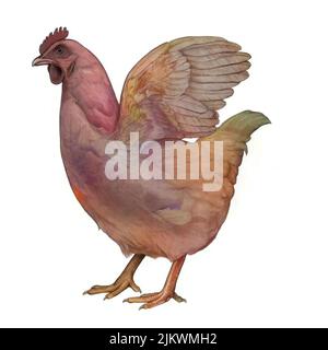 Représentation d'une poule domestique sur fond blanc. Banque D'Images