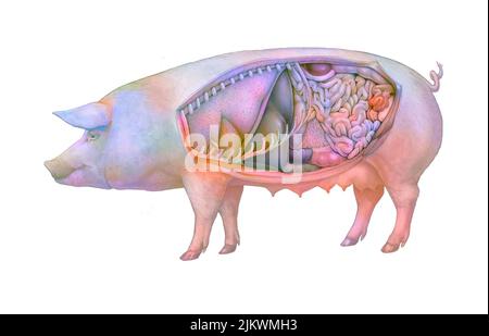 Anatomie d'une truie montrant les poumons, système digestif. Banque D'Images