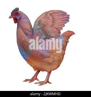 Représentation d'une poule domestique sur fond blanc. Banque D'Images