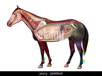 Anatomie d'un cheval montrant les poumons, système digestif. Banque D'Images