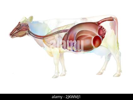 Anatomie du système digestif de la vache. Banque D'Images