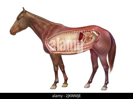 Anatomie d'un cheval montrant les poumons, système digestif. Banque D'Images