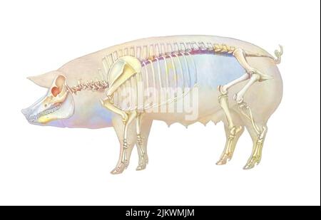 Anatomie du porc avec son système osseux. Banque D'Images